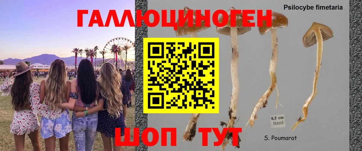 Галлюциногенные грибы MAGIC MUSHROOMS  Ачхой-Мартан  Псилоцибиновые грибы Psilocybine cubensis 